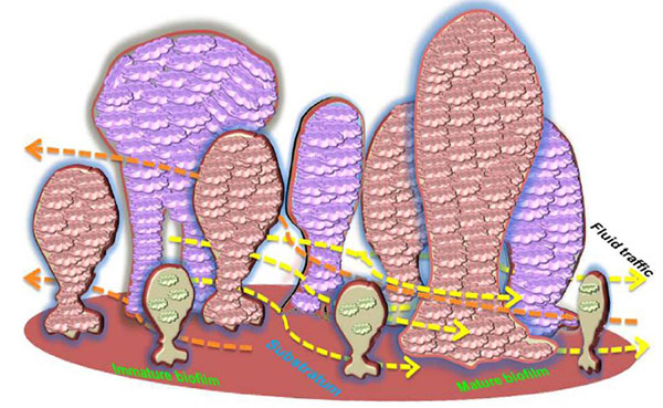 Insight into Oral Biofilm: Primary, Secondary and Residual Caries and Phyto-Challenged Solutions