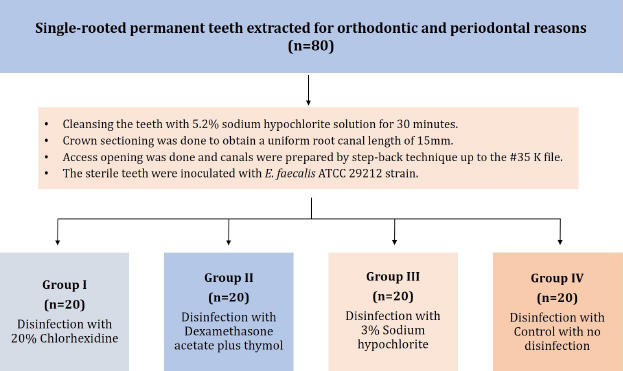 Comparative Evaluation of the Antimicrobial Efficacy of 20% Chlorhexidine, 3% Sodium Hypochlorite, and Dexamethasone Acetate with Thymol as a Root Canal Disinfectant against : An  Feasibility Study