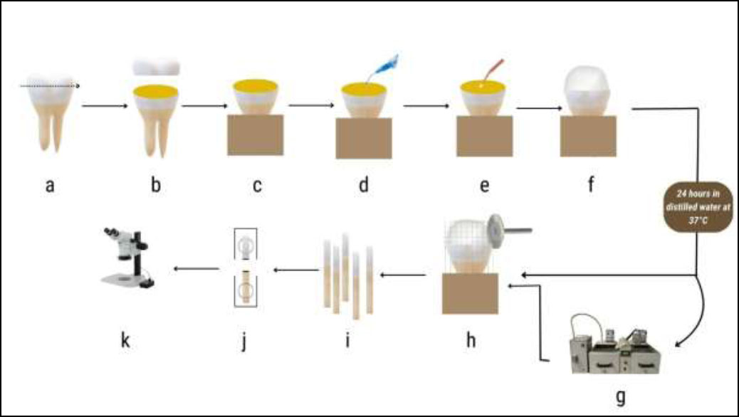 Effects of High-concentration Doxycycline  Chlorhexidine as Dentin Pretreatment on Composite Resin Micro-tensile Bond Strength