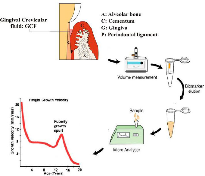 Reliability of Gingival Crevicular Fluid Biomarkers for Detecting the Pubertal Growth Spurt: A Critical Review