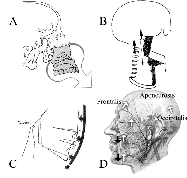 The Aponeurotic Tension Model of Craniofacial Growth in Man