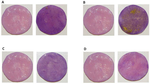  Development of In Vitro Denture Biofilm Models for Halitosis Related Bacteria and their Application in Testing the Efficacy of Antimicrobial Agents