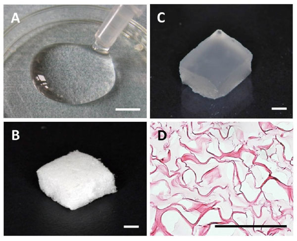 Combination of Root Surface Modification with BMP-2 and Collagen 
Hydrogel Scaffold Implantation for Periodontal Healing in Beagle Dogs
